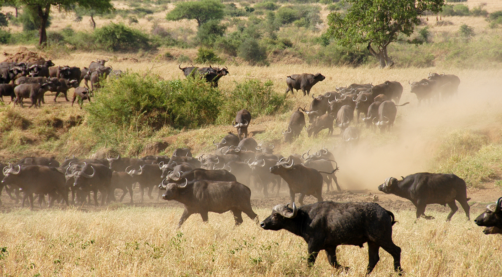 A herd of buffaloes in Kidepo Valley National Park, in North Eastern Uganda.