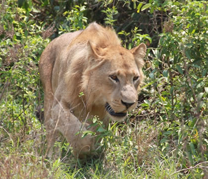 Lion in Queen Elizabeth National Park